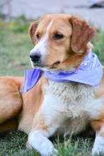 BONNY, Hund, Mischlingshund in Bulgarien - Bild 2