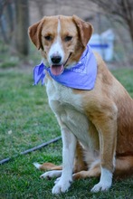 BONNY, Hund, Mischlingshund in Bulgarien - Bild 3
