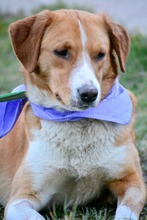 BONNY, Hund, Mischlingshund in Bulgarien - Bild 4