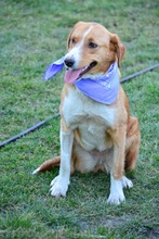 BONNY, Hund, Mischlingshund in Bulgarien - Bild 5