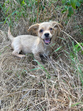 TAMMO, Hund, Mischlingshund in Rumänien - Bild 1