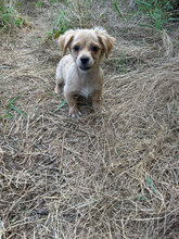 TAMMO, Hund, Mischlingshund in Rumänien - Bild 2