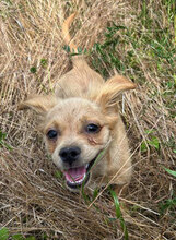 TAMMO, Hund, Mischlingshund in Rumänien - Bild 3