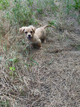 TAMMO, Hund, Mischlingshund in Rumänien - Bild 6