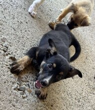 KISSY, Hund, Mischlingshund in Rumänien - Bild 2
