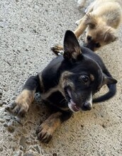 KISSY, Hund, Mischlingshund in Rumänien - Bild 3