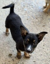 KISSY, Hund, Mischlingshund in Rumänien - Bild 4