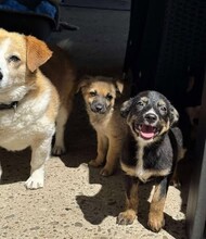 KISSY, Hund, Mischlingshund in Rumänien - Bild 5