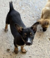 KISSY, Hund, Mischlingshund in Rumänien - Bild 6
