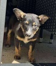 KISSY, Hund, Mischlingshund in Rumänien - Bild 7