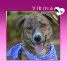 VIDINA, Hund, Mischlingshund in Bulgarien - Bild 1