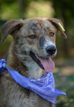 VIDINA, Hund, Mischlingshund in Bulgarien - Bild 2