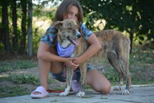 VIDINA, Hund, Mischlingshund in Bulgarien - Bild 4
