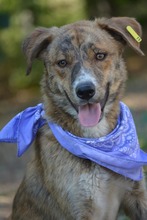 VIDINA, Hund, Mischlingshund in Bulgarien - Bild 6