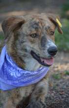 VIDINA, Hund, Mischlingshund in Bulgarien - Bild 7
