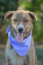 VIDINA, Hund, Mischlingshund in Bulgarien - Bild 8