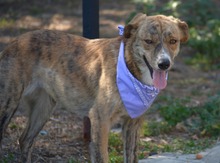 VIDINA, Hund, Mischlingshund in Bulgarien - Bild 9
