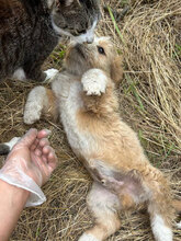 MURMEL, Hund, Mischlingshund in Rumänien - Bild 3