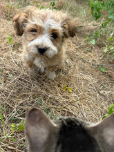 MURMEL, Hund, Mischlingshund in Rumänien - Bild 4