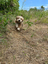 MURMEL, Hund, Mischlingshund in Rumänien - Bild 5