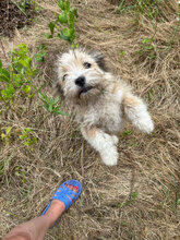 NADJA, Hund, Mischlingshund in Rumänien - Bild 1