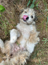 NADJA, Hund, Mischlingshund in Rumänien - Bild 3