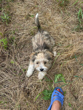 NADJA, Hund, Mischlingshund in Rumänien - Bild 5