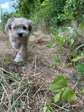 NADJA, Hund, Mischlingshund in Rumänien - Bild 6