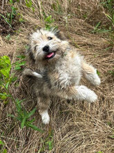 NADJA, Hund, Mischlingshund in Rumänien - Bild 7
