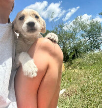 HELGA, Hund, Mischlingshund in Rumänien - Bild 2