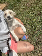HELGA, Hund, Mischlingshund in Rumänien - Bild 3