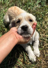 HELGA, Hund, Mischlingshund in Rumänien - Bild 7