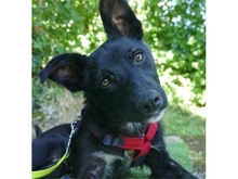DIDDI, Hund, Mischlingshund in Schweinfurt - Bild 1