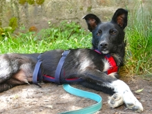 DIDDI, Hund, Mischlingshund in Schweinfurt - Bild 2