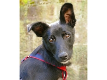DIDDI, Hund, Mischlingshund in Schweinfurt - Bild 3