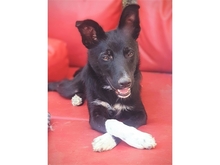 DIDDI, Hund, Mischlingshund in Schweinfurt - Bild 4
