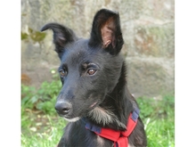 DIDDI, Hund, Mischlingshund in Schweinfurt - Bild 5