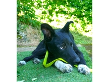 DIDDI, Hund, Mischlingshund in Schweinfurt - Bild 6