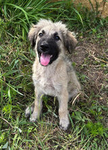 JANNE, Hund, Mischlingshund in Rumänien - Bild 1