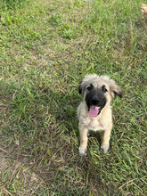 JANNE, Hund, Mischlingshund in Rumänien - Bild 2