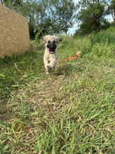 JANNE, Hund, Mischlingshund in Rumänien - Bild 3