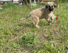 JANNE, Hund, Mischlingshund in Rumänien - Bild 4