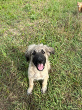 JANNE, Hund, Mischlingshund in Rumänien - Bild 5