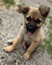MINNIE, Hund, Mischlingshund in Rumänien - Bild 1