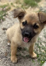 MINNIE, Hund, Mischlingshund in Rumänien - Bild 10