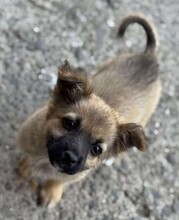 MINNIE, Hund, Mischlingshund in Rumänien - Bild 11