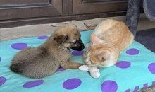 MINNIE, Hund, Mischlingshund in Rumänien - Bild 5