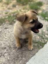 MINNIE, Hund, Mischlingshund in Rumänien - Bild 6