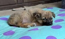 MINNIE, Hund, Mischlingshund in Rumänien - Bild 7