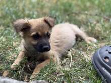 MINNIE, Hund, Mischlingshund in Rumänien - Bild 8
